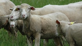 Foto de El pienso para el cebo de corderos sube mínimamente en abril y se acerca a los 300 euros por tonelada