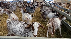Foto de El censo definitivo de caprino de 2020 confirma una caída del 0,3% con subidas en cabras de ordeño