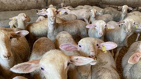 Foto de Las dos mesetas aglutinan más de la mitad del censo de ovino a nivel nacional