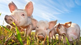 Foto de La Comisin Europea apuesta por poner fin a la castracin quirrgica de los cerdos