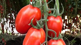 Foto de Bayer impulsa el desarrollo de nuevas variedades resistentes al virus rugoso del tomate (ToBRFV)