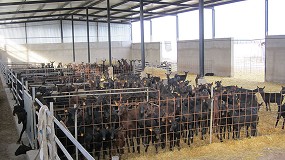 Foto de Se ralentiza la caída del censo de productores de caprino de leche a un ritmo del 2,1% interanual
