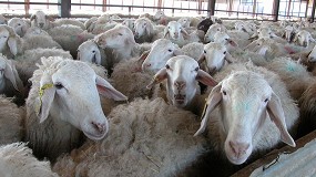 Foto de La caída en el número de ganaderos de ovino lechero se acentúa en Castilla y León
