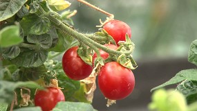 Foto de El control sobre la maduración del tomate permitirá obtener frutos de mayor calidad