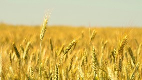Foto de Cooperativas Agro-alimentarias prevé rendimientos elevados en la próxima cosecha de cereales
