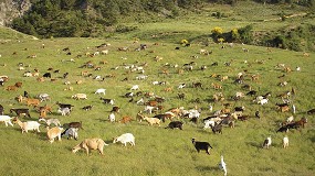Foto de Confirmado un caso de la ‘erradicada’ brucelosis ovina y caprina en La Puebla de Valverde (Teruel)