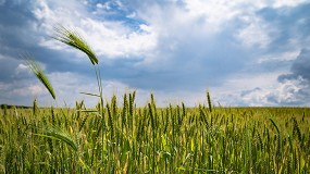 Foto de Neiker reduce un 19% el aporte de nitrgeno en cereal con agricultura de precisin