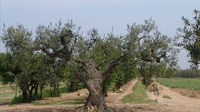 Foto de El IRTA identifica 13 nuevas variedades locales de olivo en la comarca del Pallars Jussà (Lleida)