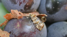 Foto de Vila Real debate boas pr�ticas para confus�o sexual em viticultura de encosta