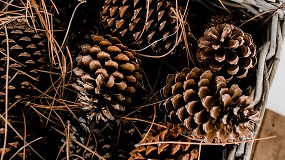 Foto de 'O pinhal e a neutralidade carb�nica' em debate a 29 de junho