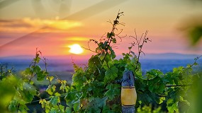 Foto de El sector vitivincola cuida del medio ambiente a travs de la innovacin y sostenibilidad