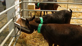 Foto de Aumenta un 26,2% interanual el precio del concentrado para cabras de leche