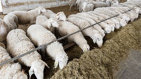 Foto de El ascenso en el precio del pienso compuesto para ovejas lecheras aún no encuentra techo