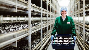 Foto de Un consorcio de centros de investigacin europeos logra desarrollar bolsas de plstico, jabones y alimentos con residuos de champin