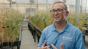Foto de BASF anuncia su marca global para nuevas variedades de trigo híbrido
