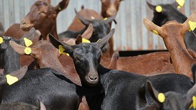 Foto de Los datos de entregas confirman un aumento interanual del precio de la leche de cabra del 14,4% en primavera