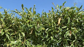 Foto de La mancha ocre del almendro: �qu� sabemos de esta enfermedad y su control?