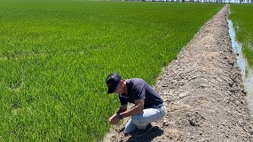 Foto de Brandt Europe desarrolla una tecnologa que frena el impacto de la salinidad en el cultivo de arroz