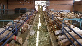 Foto de Ligero repunte de la producción de leche de cabra en mayo con 1,25 millones de litros más respecto a 2020