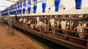 Foto de Mínimo aumento en la producción de leche de oveja en mayo con un 0,4% más que en 2020