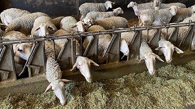 Foto de El mes de junio estabiliza el precio del pienso compuesto para las ovejas en produccin lechera