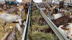 Foto de El aumento de costes en caprino de leche impide la rentabilidad de las explotaciones