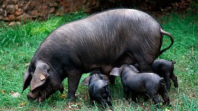 Foto de El Ministerio autoriza la utilización del logo Raza Autóctona 100% al Porc Negre Mallorquí