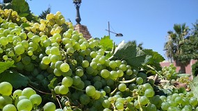Foto de Las buenas perspectivas para los vinos deben traducirse en unos precios rentables para los viticultores