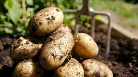 Fotografia de [es] La patata espaola se paga en origen a 0,20 /kg de media