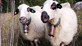 Foto de La aplicación MiRebaño nace para facilitar la gestión de las explotaciones de ovino y caprino de carne