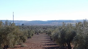 Foto de El olivar en regadío fija tres veces más población en el mundo que el cultivado en secano