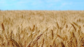 Foto de Cooperativas reduce la producción de cereales en España en su tercera estimación de cosecha
