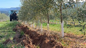 Foto de ¿Cómo mejorar la rentabilidad del olivar en seto con baja dotación de agua?