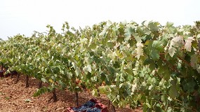 Fotografia de [es] Asaja seala que la sequa provoca la reduccin del 20% de la cosecha de vino en Almera
