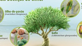 Foto de A importância da proteção do olival no outono