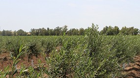 Foto de Tecnologa de riego para un olivar productivo y sostenible