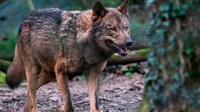 Foto de Las organizaciones agrarias solicitan la suspensión cautelar del nuevo estatus del lobo