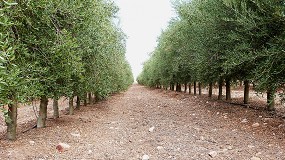 Fotografia de [es] Fertilizacin en olivar superintensivo: Claves para la sostenibilidad y rentabilidad