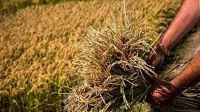 Foto de Expertos valoran la tcnica CRISPR ante el impacto del cambio climtico en el cultivo de arroz