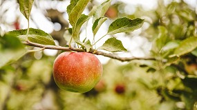 Foto de Importar manzanas a Espaa supone emitir 10 M de kg anuales de CO2
