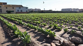 Foto de Investigadores destacan el papel de la huerta de Valencia en la transformación del sistema agroalimentario de la ciudad