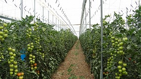 Foto de GO INVERCONEC: invernadero conectado desde el cultivo hasta el consumidor final