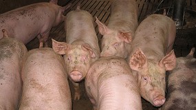 Foto de Los ganaderos se oponen a la prohibición de nuevas granjas de porcino en Castilla-La Mancha