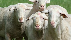 Foto de Denuncian contratos en ovino de leche de Castilla-La Mancha sin precios fijados de antemano