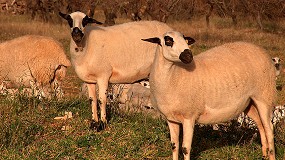 Picture of [es] El CITA de Aragn desarrolla proyectos de pastoreo e innovacin gentica en ovino
