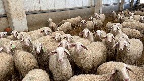 Foto de Los ganaderos de ovino de leche no conocen an su calendario de precios para el presente ao