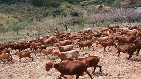 Foto de Los buenos precios no evitan una caída anual del 5,9% en el censo de productores de leche de cabra