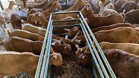 Foto de Alimentar a una cabra lechera costó en 2021 un 12,9% más que en el año anterior