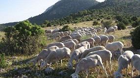 Foto de Andalucía pide que se deje pastar en las zonas que están seis meses en barbecho por la PAC