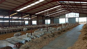 Fotografia de [es] Hermanos Garrido Nio enva unos 140 ovinos de raza Assaf a Macedonia del Norte